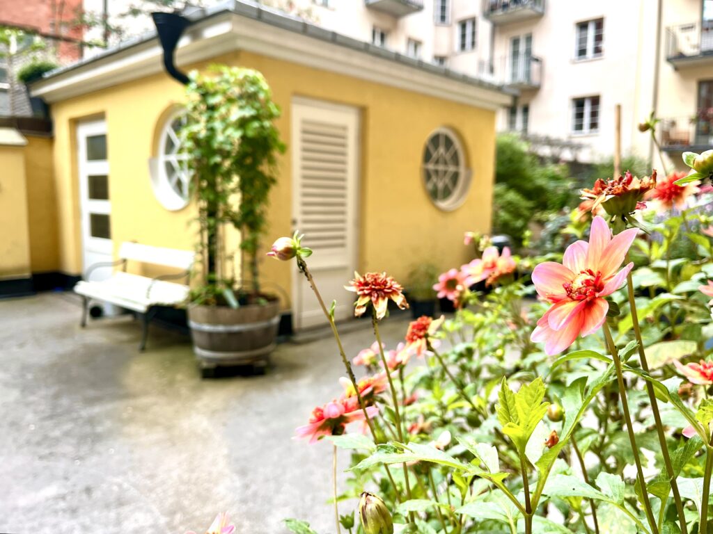Närbild på blommor i föreningens innergård med gårdshus i bakgrunden.